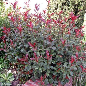 Zwerg Glanzmispel Corallina - Photinia fraseri