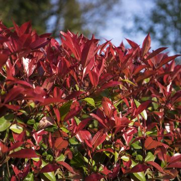 Rote Glanzmispel Devil's Dream - Photinia fraseri