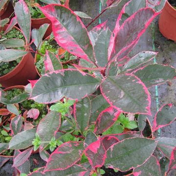 Rote Glanzmispel Louise - Photinia fraseri