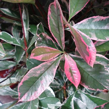 Weißgrüne Glanzmispel Pink Marble - Photinia fraseri