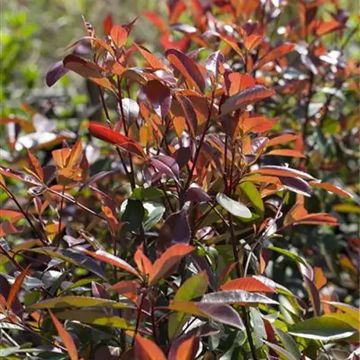 Rote Glanzmispel Red Ballcoon - Photinia fraseri