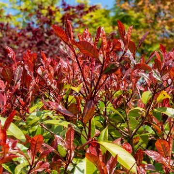 Photinia fraseri Red Select