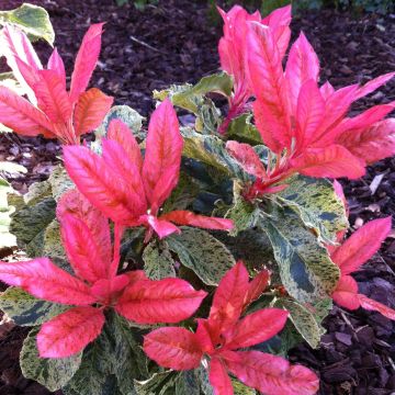 Photinia serratifolia Pink Crispy - Sägeblättrige Glanzmispel