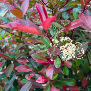 Rote Glanzmispel Baton Rouge - Photinia fraseri