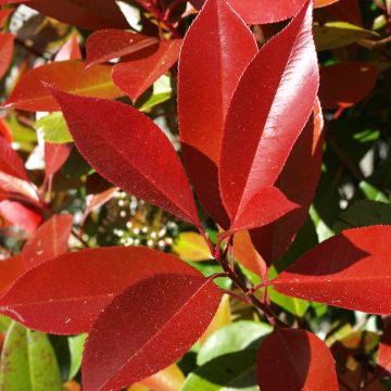 Rote Glanzmispel Dynamo Red - Photinia fraseri