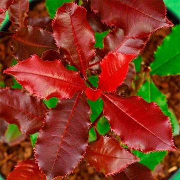 Rote Glanzmispel Magical Volcano - Photinia fraseri