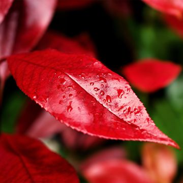 Rote Glanzmispel Nana - Photinia fraseri