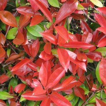 Photinia fraseri Dicker Toni