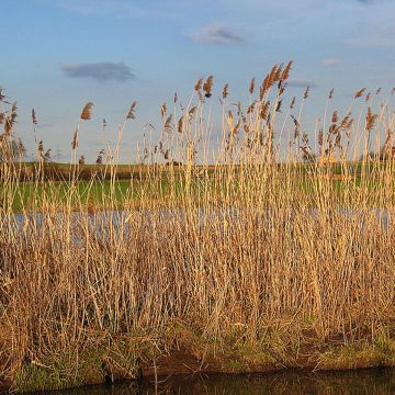 Phragmites australis - Schilfrohr