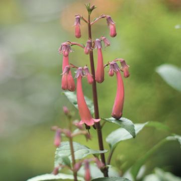 Kapfuchsie Pink Trumpet - Phygelius aequalis