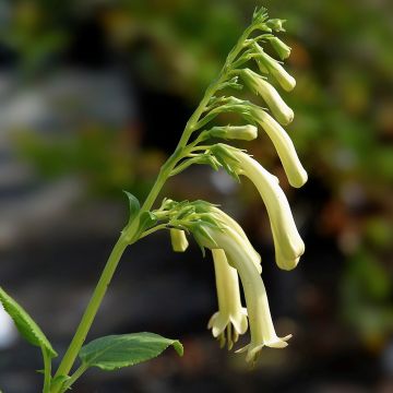 Kapfuchsie Yellow Trumpet - Phygelius aequalis