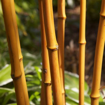 Goldrohr Bambus - Phyllostachys aurea