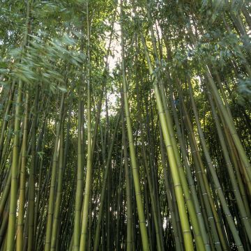 Phyllostachys bambusoides Castilloni Inversa - Bambou géant