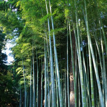 Moso-Bambus - Phyllostachys edulis