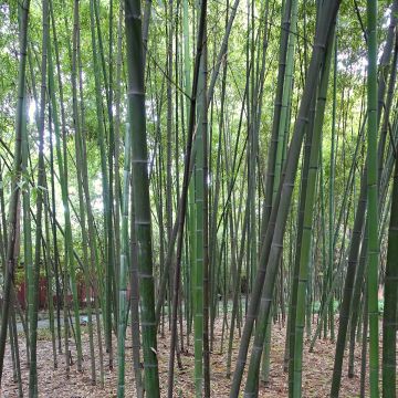 Blauer Bambus - Phyllostachys glauca