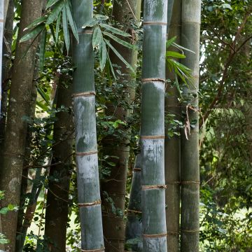 Schwarzer Bambus Henonis - Phyllostachys nigra