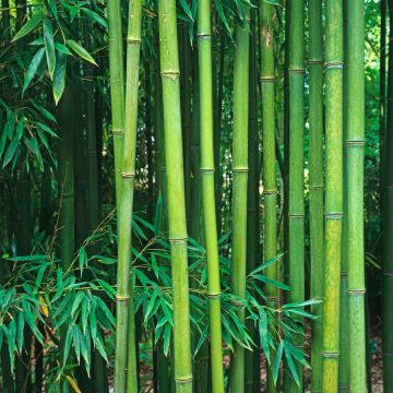 Grünblau-Bambus - Phyllostachys viridiglaucescens