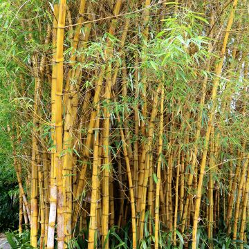 Gelber Furchen Bambus Aureocaulis - Phyllostachys vivax