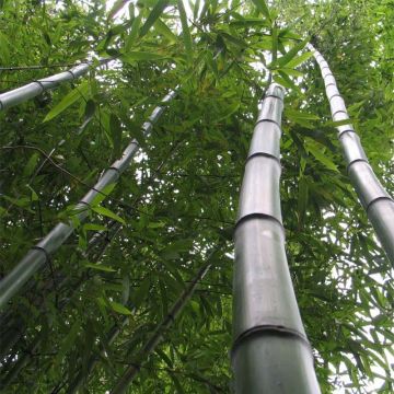 Gelber Furchen Bambus Huangwenzhu - Phyllostachys vivax