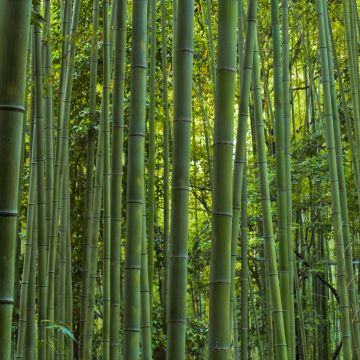 Phyllostachys vivax MacClure (type) - Bambou géant