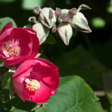 Phymosia umbellata 