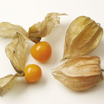 Physalis Goldita en plants