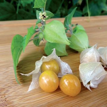 Erdkirsche Preciosa Pflanzen - Physalis pruinosa