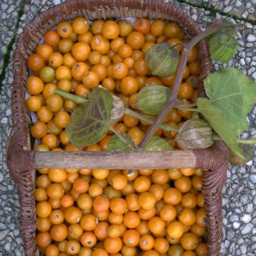 Andenbeere Bio - Physalis peruviana