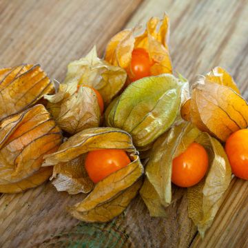 Physalis peruviana - Coqueret du Pérou