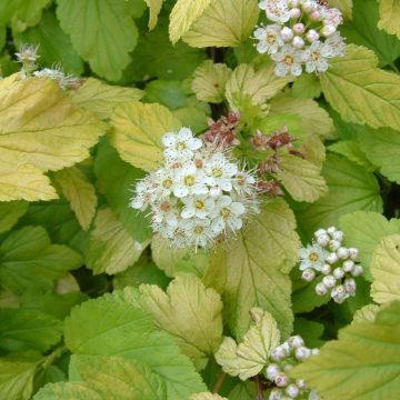 Gelbe Blasenspiere Dart's Gold - Physocarpus