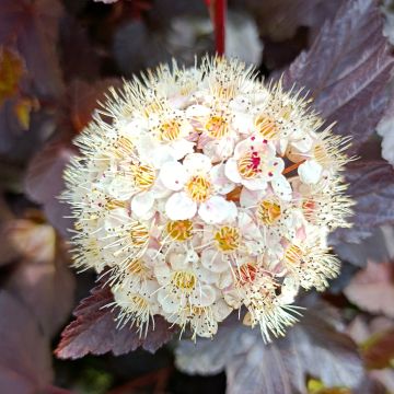 Physocarpus opulifolius Diabolo - Physocarpe à feuilles pourpres