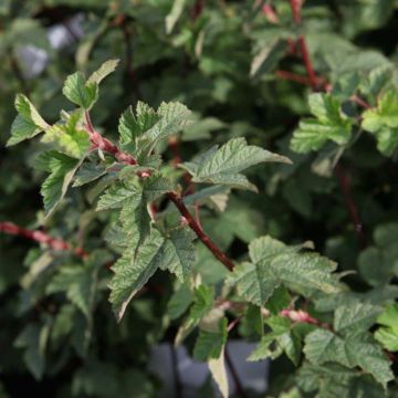 Physocarpus capitatus Tilden Park