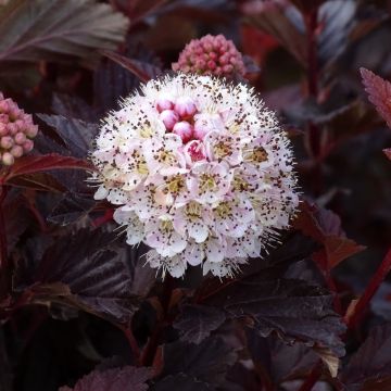 Blasenspiere Lady in Red - Physocarpus