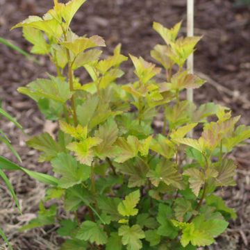 Blasenspiere Amber Jubilee - Physocarpus