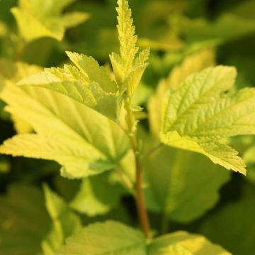 Physocarpus opulifolius Angel Gold - Physocarpe