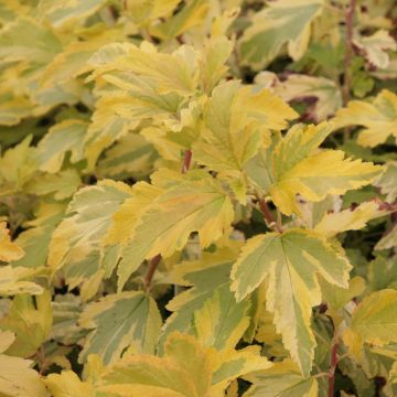 Blasenspiere Anny's Gold - Physocarpus