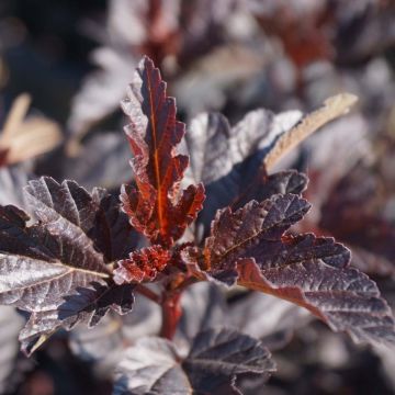 Blasenspiere Burgundy Candy - Physocarpus