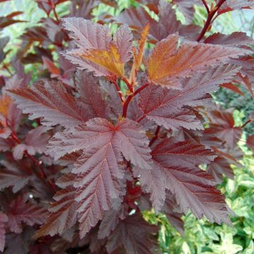 Blasenspiere Little Angel - Physocarpus