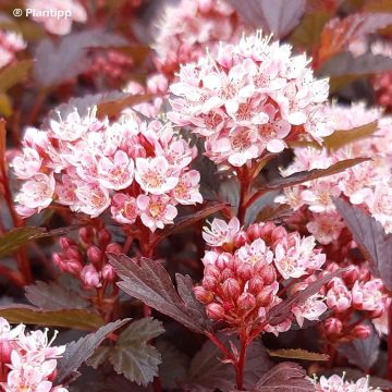 Blasenspiere Little Joker - Physocarpus