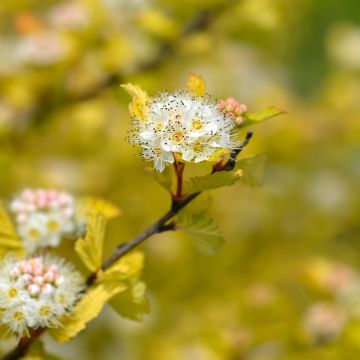 Blasenspiere Luteus - Physocarpus