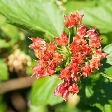 Blasenspiere Magical Spring Sapphire - Physocarpus