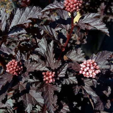 Blasenspiere Panther - Physocarpus