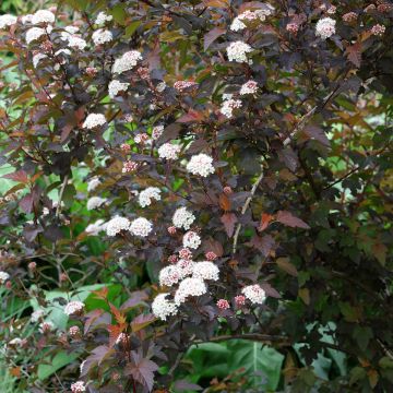 Blasenspiere Red Baron - Physocarpus