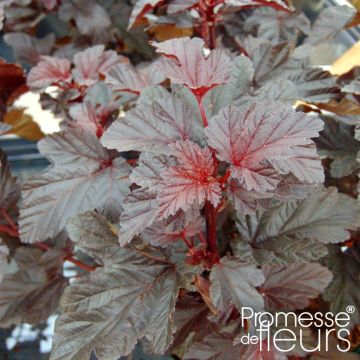 Blasenspiere Rubella - Physocarpus