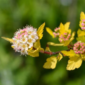 Blasenspiere Tiny Wine Gold - Physocarpus