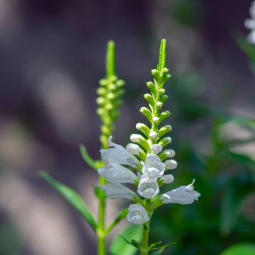 Physostegia virginiana Alba - Gelenkblume