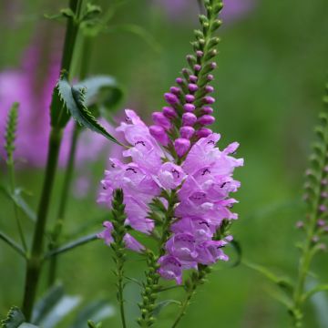 Physostegia virginiana Bouquet Rose - Gelenkblume