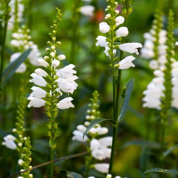 Physostegia virginiana Miss Manners - Gelenkblume