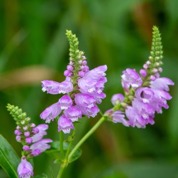 Physostegia virginiana Red Beauty - Gelenkblume