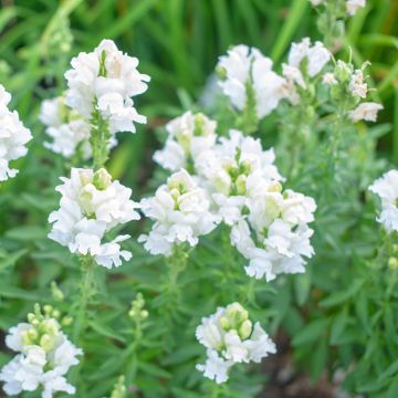 Physostegia virginiana Summer Snow - Gelenkblume